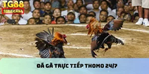 đá gà trực tiếp Thomo 24/7